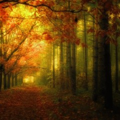 bosco-autunno1.jpg